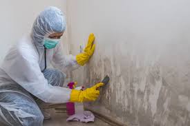 Why You Should Choose Our Mold Remediation Services in Cascade, ID